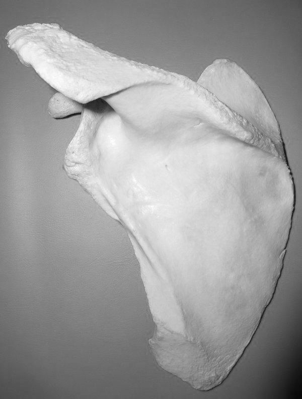 Лопатка (scapula)
